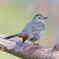 Grey Catbird